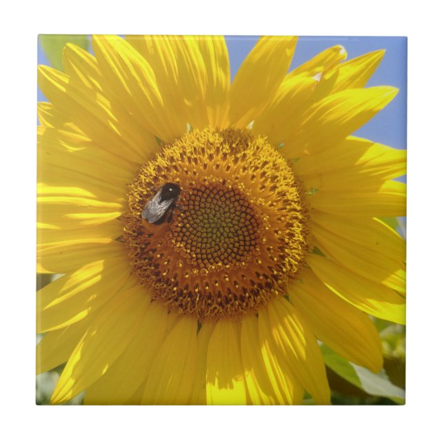 Girassol Amarelo (Frente)