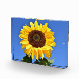 Girassol amarelo-claro