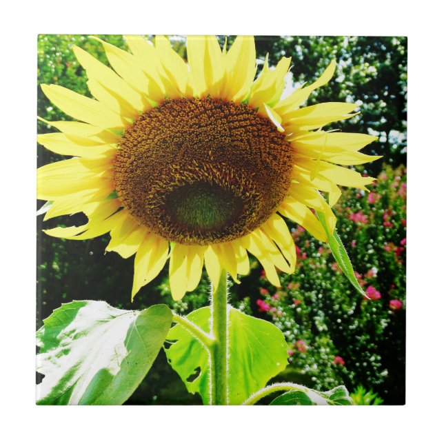 Girassol amarelo grande (Frente)