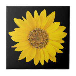 Girassol Amarelo solteiro no Azulejo Preto Cerâmi