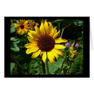 Girassol - Cartão de Vazio