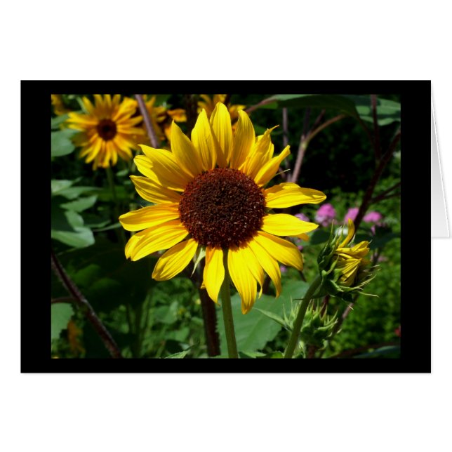 Girassol - Cartão de Vazio (Frente Horizontal)