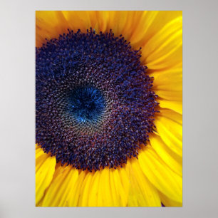 Girassol com Poster de Closeup do Centro Azul