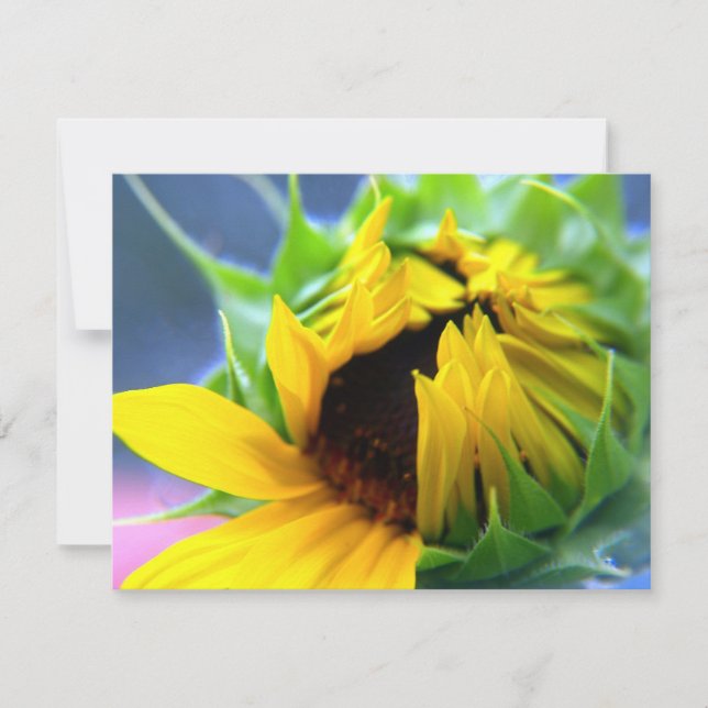 Girassol do México (Frente)