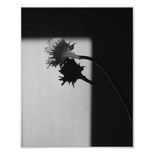 Girassol e Sombra - Fotografia Preta e Branca