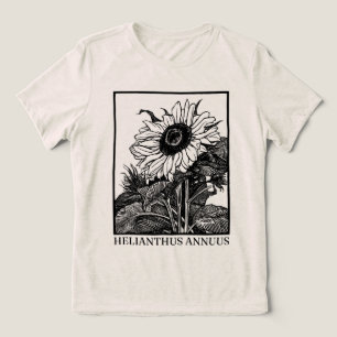 Girassol (Helianthus annuus)