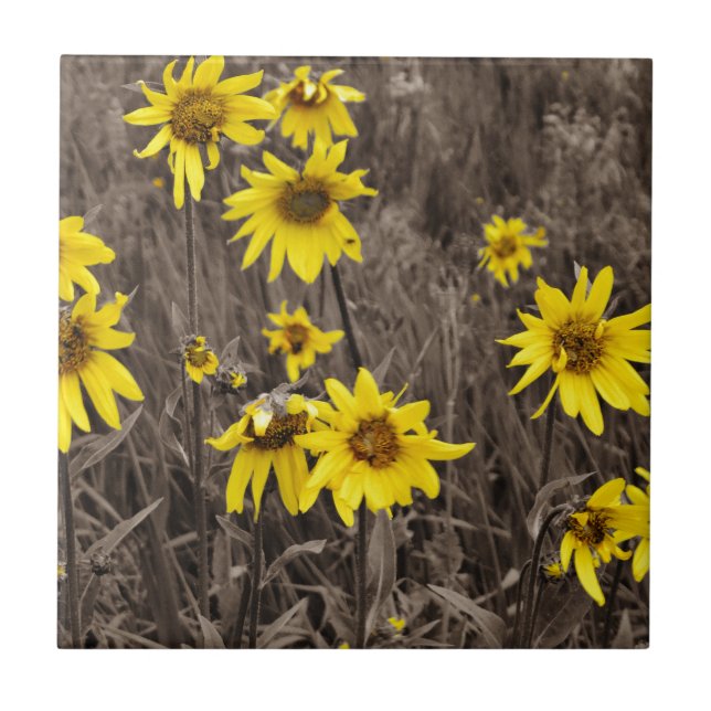 Girassol na Montanha Rochosa (Frente)