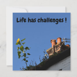 Girassol no telhado.