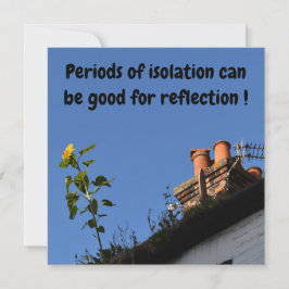 Girassol no telhado.