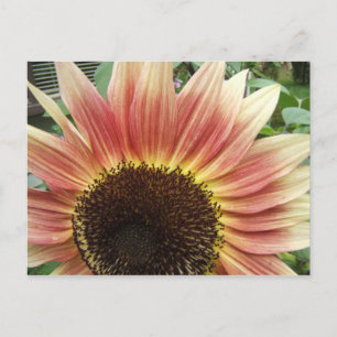 Girassol Rosa 51 ~ cartão postal