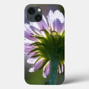 Girassol Roxo Com Dewdrops