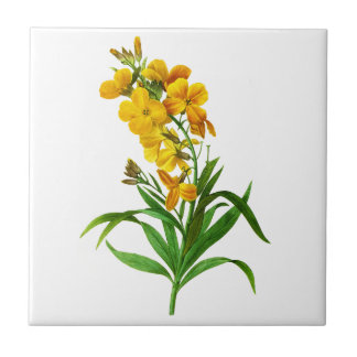 Giroflee Jaune por Pierre Joseph Redoute