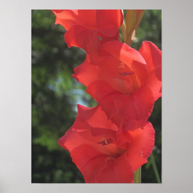 Gladiolas Poster Impressão (Frente)
