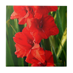 Gladiolas Vermelhas