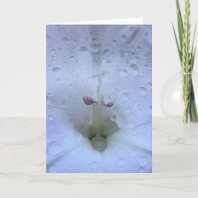 Gladioli, cartão (Frente)