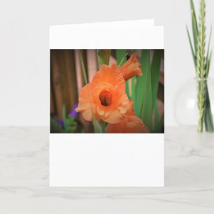 Gladioli, cartão