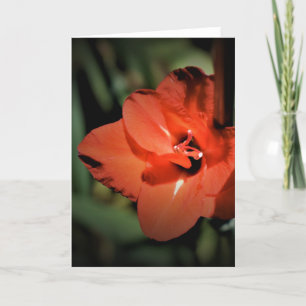 Gladioli, cartão
