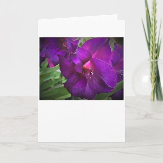 Gladioli, cartão (Frente)