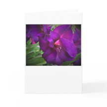 Gladioli, cartão