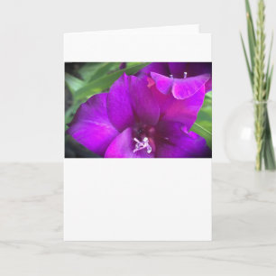 Gladioli, cartão