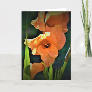 Gladioli, cartão