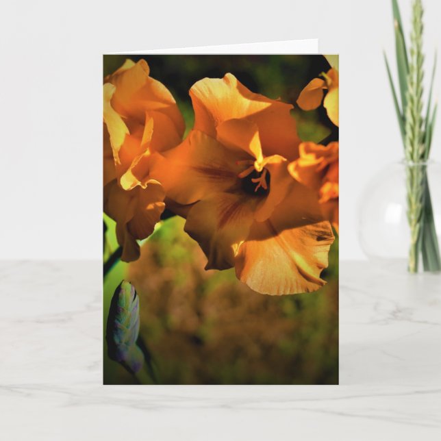 Gladioli, cartão (Frente)