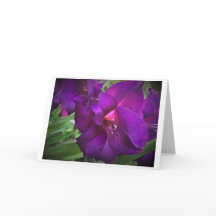 Gladioli, cartão