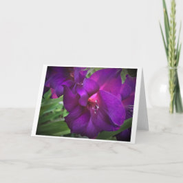 Gladioli, cartão