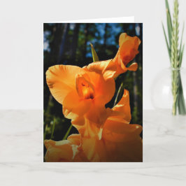 Gladioli, cartão