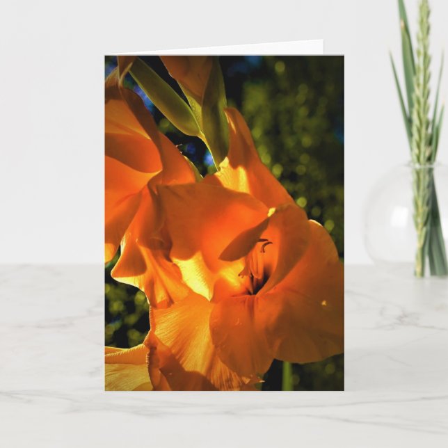 Gladioli, cartão (Frente)