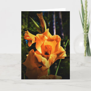 Gladioli, cartão