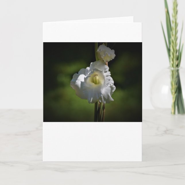 Gladioli, cartão (Frente)