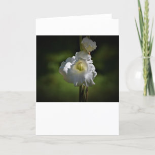 Gladioli, cartão