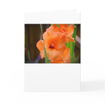 Gladioli, cartão