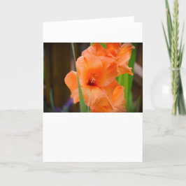 Gladioli, cartão