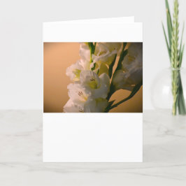 Gladioli, cartão