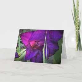 Gladioli, cartão
