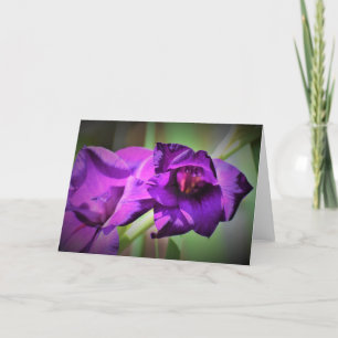 Gladioli, cartão