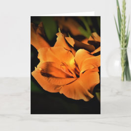 Gladioli, cartão