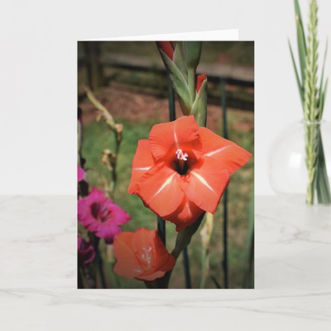 Gladioli, cartão (Frente)