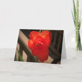Gladioli, cartão