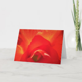 Gladioli, cartão
