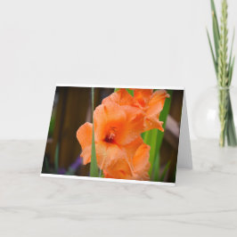 Gladioli, cartão