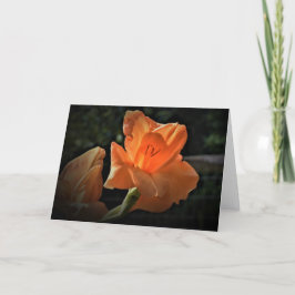 Gladioli, cartão