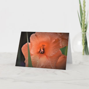 Gladioli, cartão