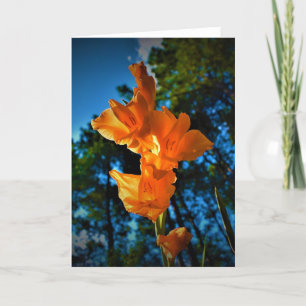 Gladioli, cartão
