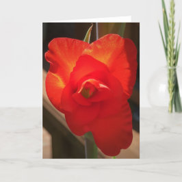 Gladioli, cartão