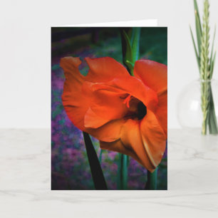 Gladioli, cartão