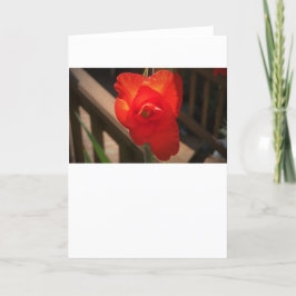 Gladioli, cartão