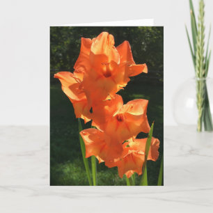 Gladioli, cartão